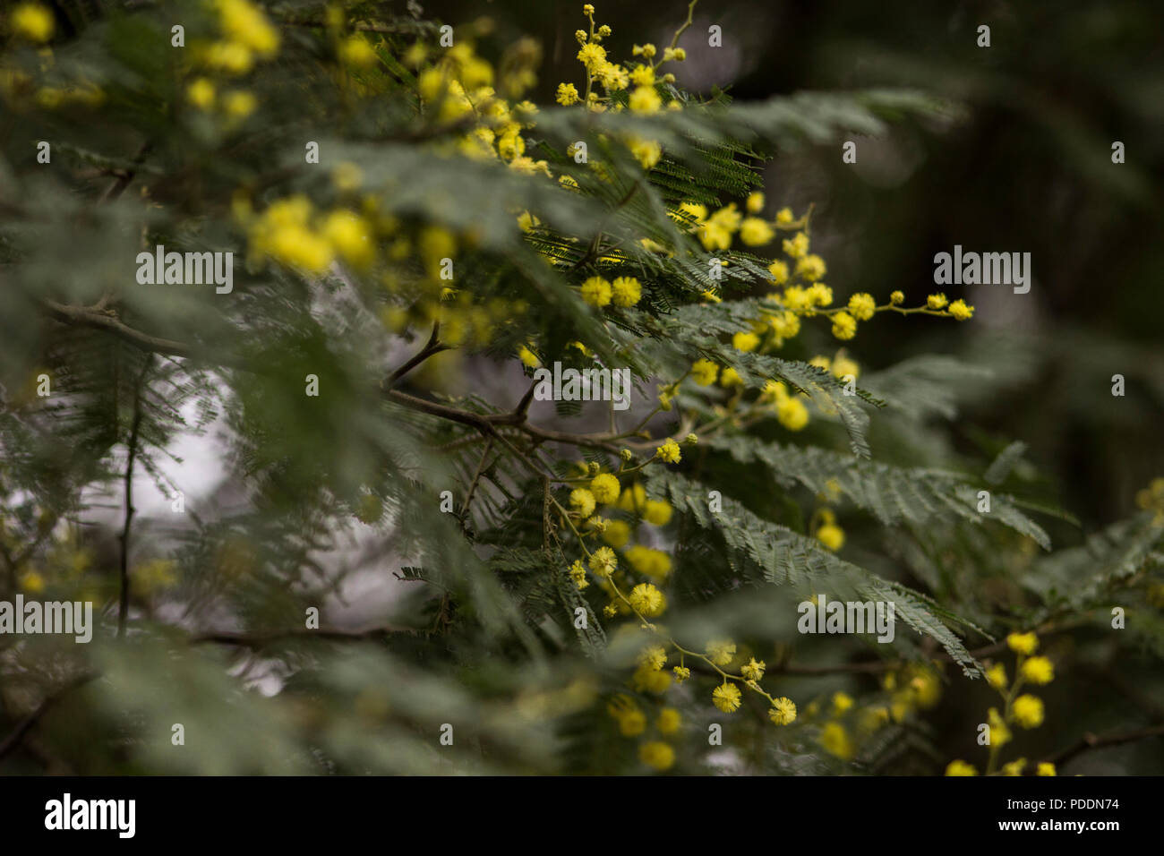 Close up of yellow blossoms and dark green petioles on Golden wattle; Acacia pycnantha; Broad-leaf wattle in Kwa-zulu Natal Stock Photo