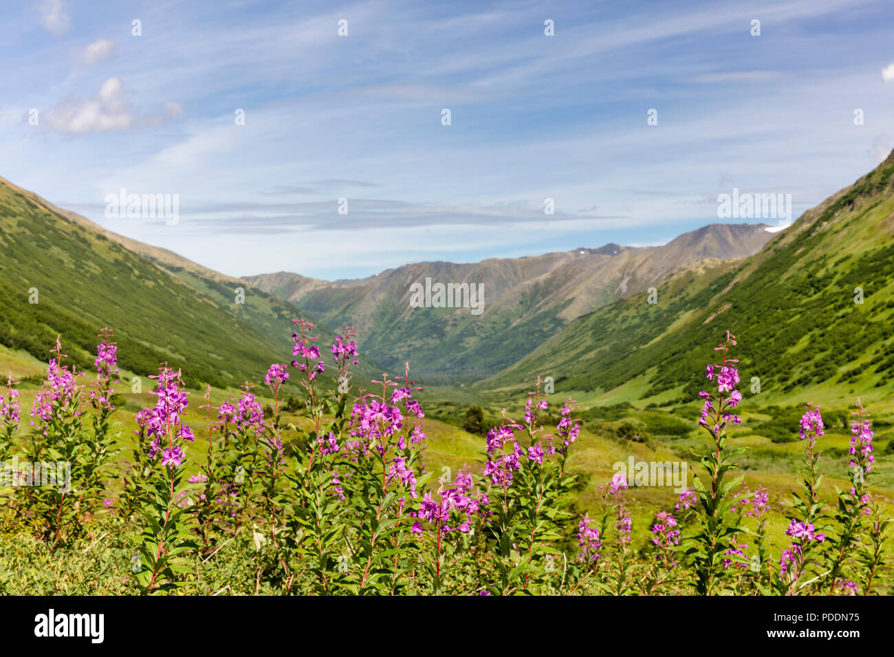 Field of Fireweed in Chugach National Forest along Palmer Creek Valley in Southcentral Alaska. Stock Photo