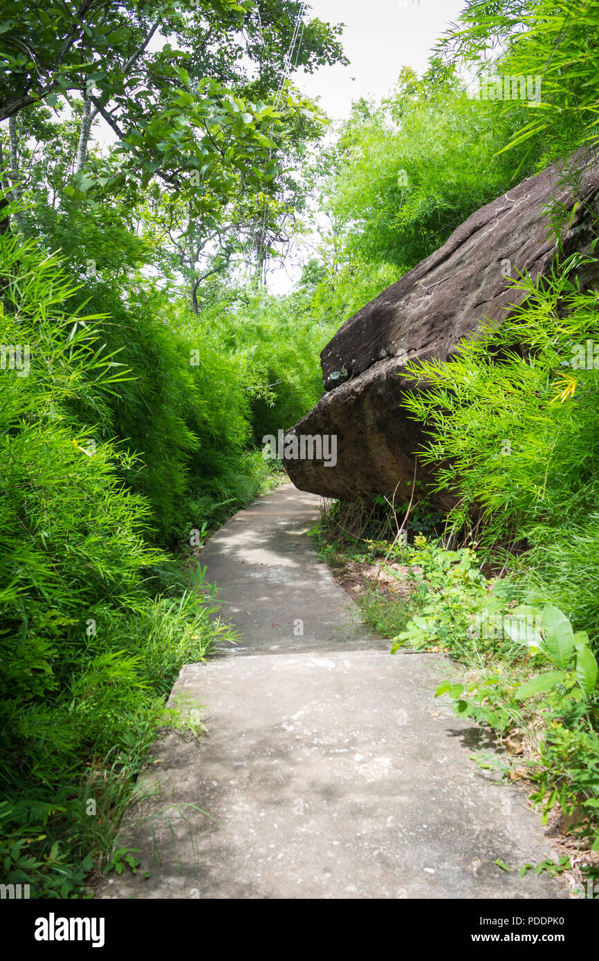 Jungle, forest path, mud steps with wood Stock Photo - Alamy