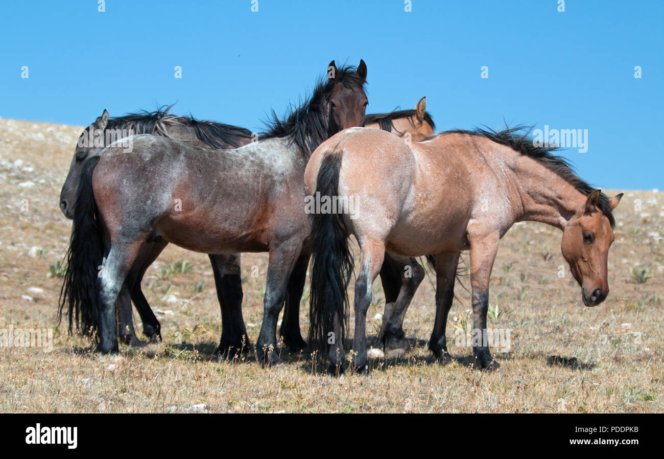 Small herd of Wild Horses on Sykes Ridge in the Pryor Mountains Wild Horse Range in Montana United States Stock Photo