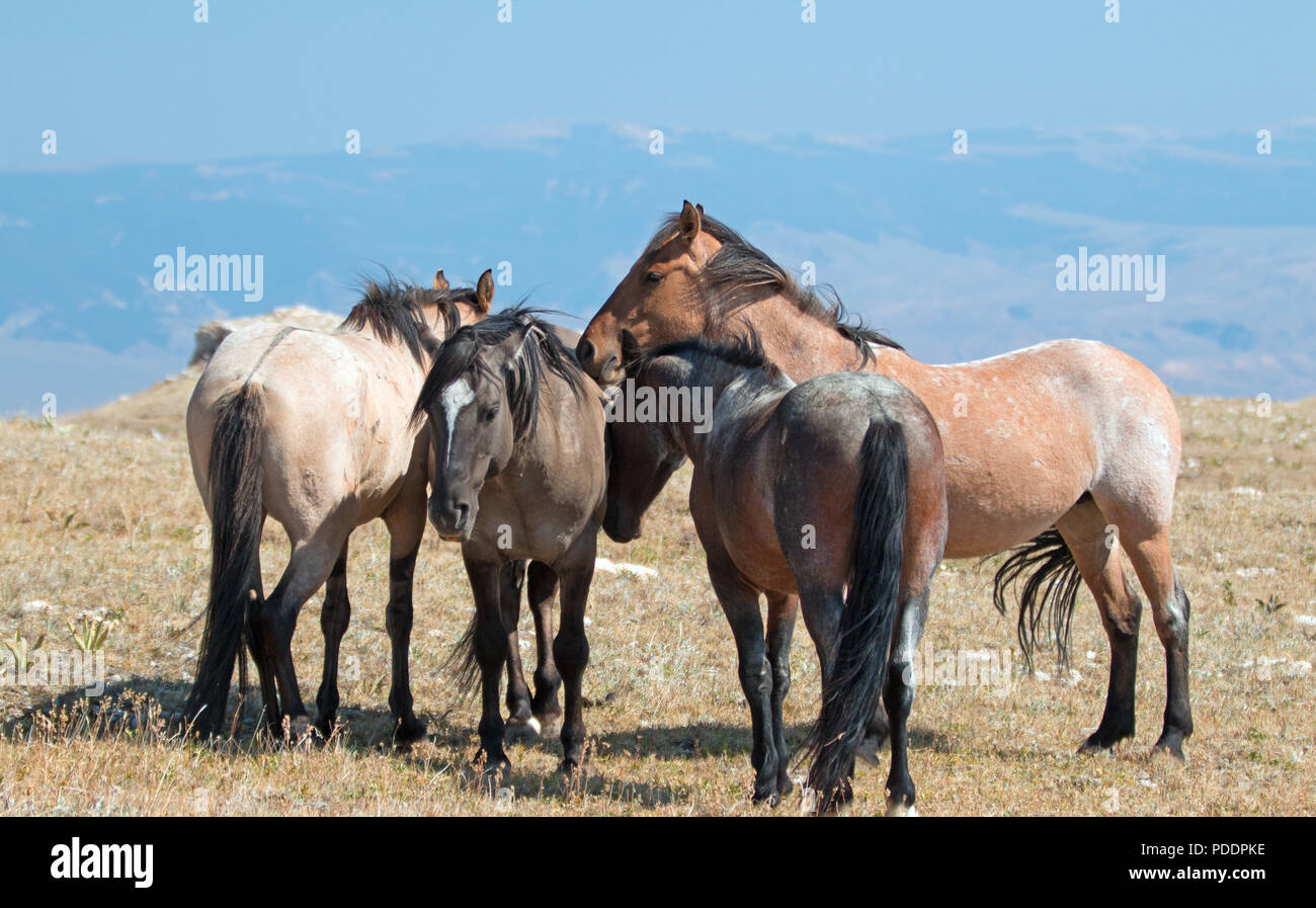 Small herd of Wild Horses on Sykes Ridge in the Pryor Mountains Wild