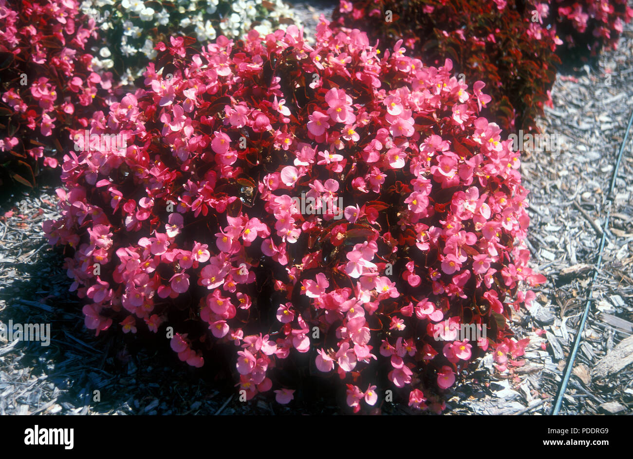 PINK BEGONIA SEMPERFLORENS FLOWERS GROWING IN GARDEN BED WITH BARK CHIPPING. Stock Photo
