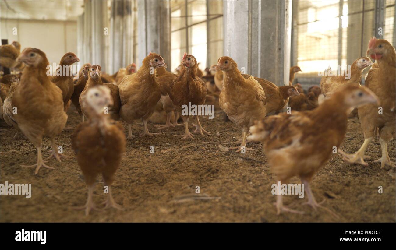 Group Of Free Range Chicken Freely Grazing Outside Of Organic Farm