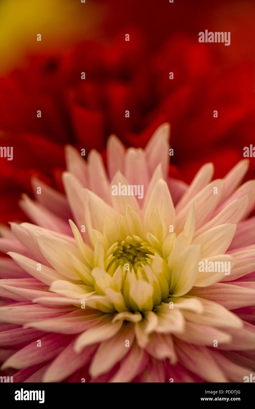 Asteraceae Pink Stock Photos Asteraceae Pink Stock Images