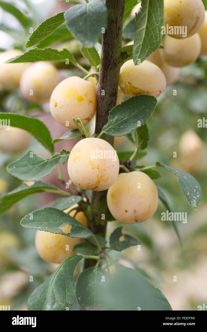 Prunus insititia 'Mirabelle de Nancy' . Plum 'Mirabelle de Nancy'. Stock Photo