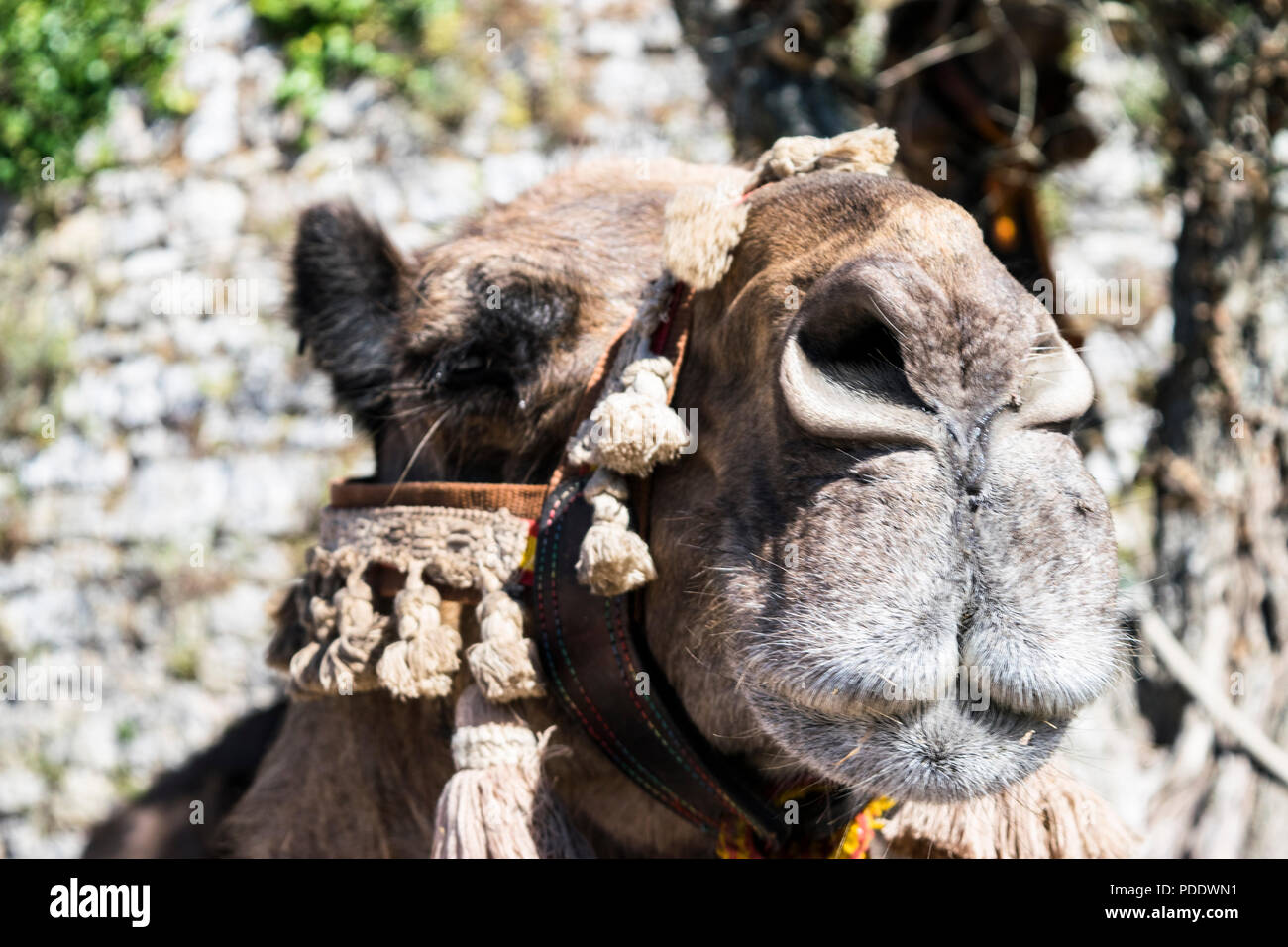 head of a camel wearing a tasselled bridle Stock Photo