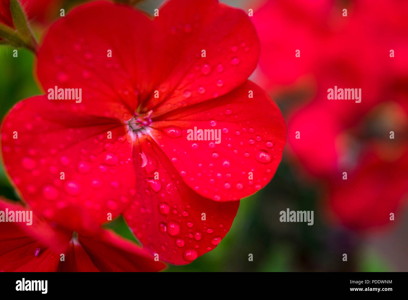 Bright carmine coloured flower of Impatiens, Busy Lizzie, with dew drops on the petals Stock Photo