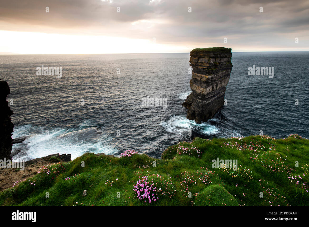 Sea Stack at Downpatrick head with wild Thrift by the ocean Stock Photo