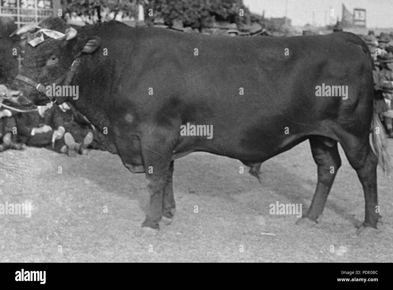 67 Illawarra Stock Photo