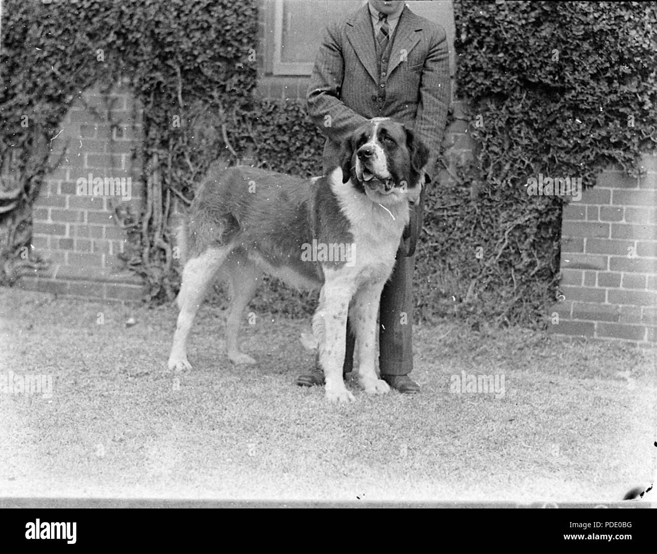 156 SLNSW 34996 Champion St Bernard Stock Photo