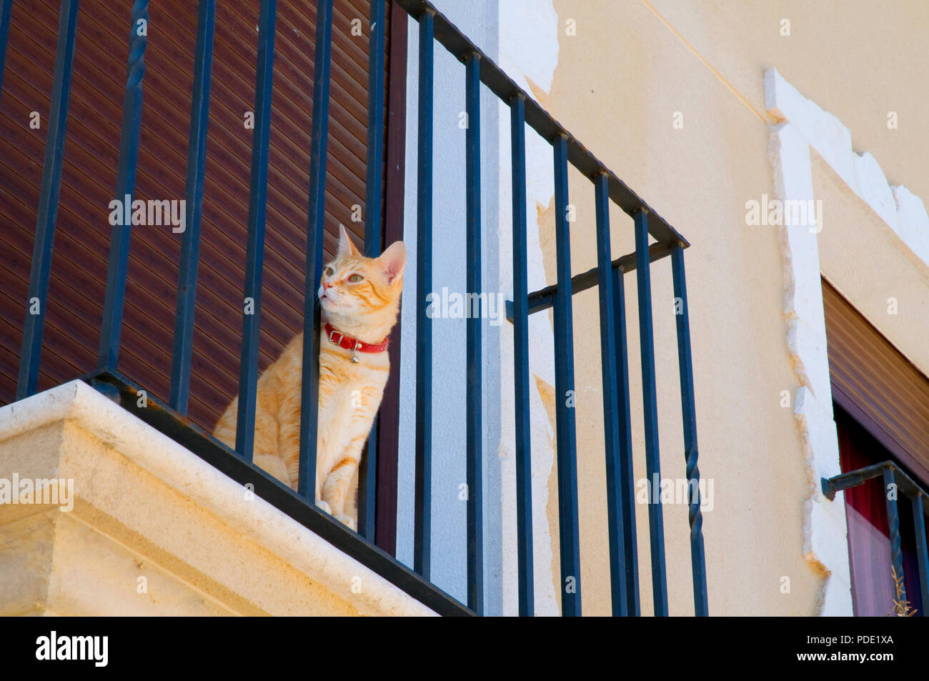 Tabby cat sitting on a balcony. Stock Photo