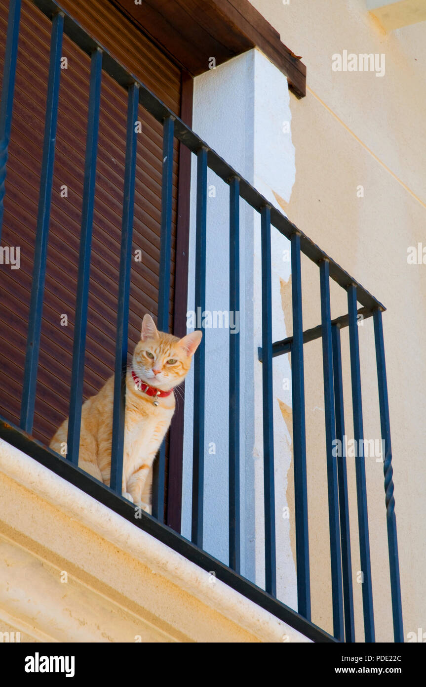 Tabby cat sitting on a balcony. Stock Photo