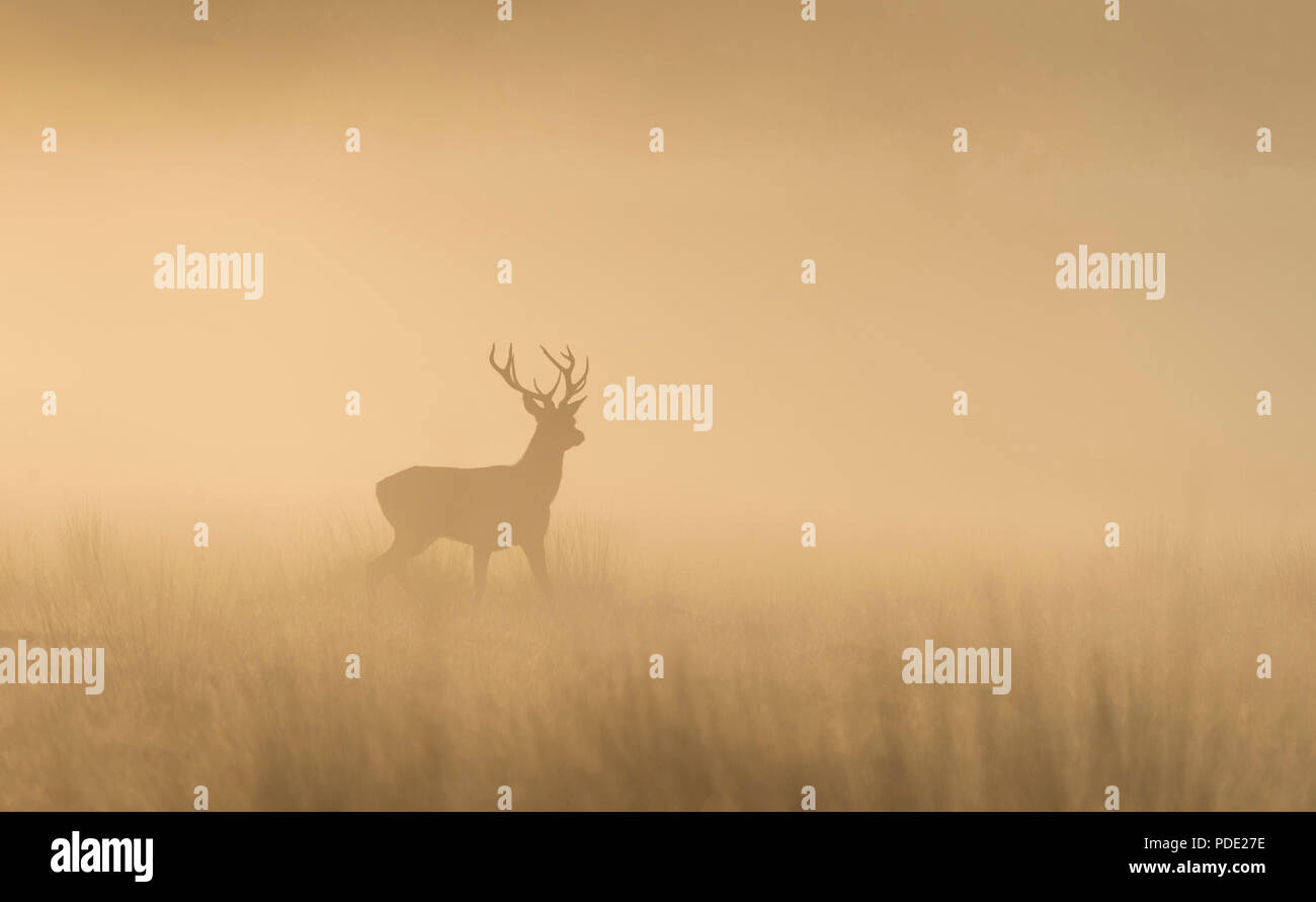 Red Deer Stag Richmond Park UK Stock Photo