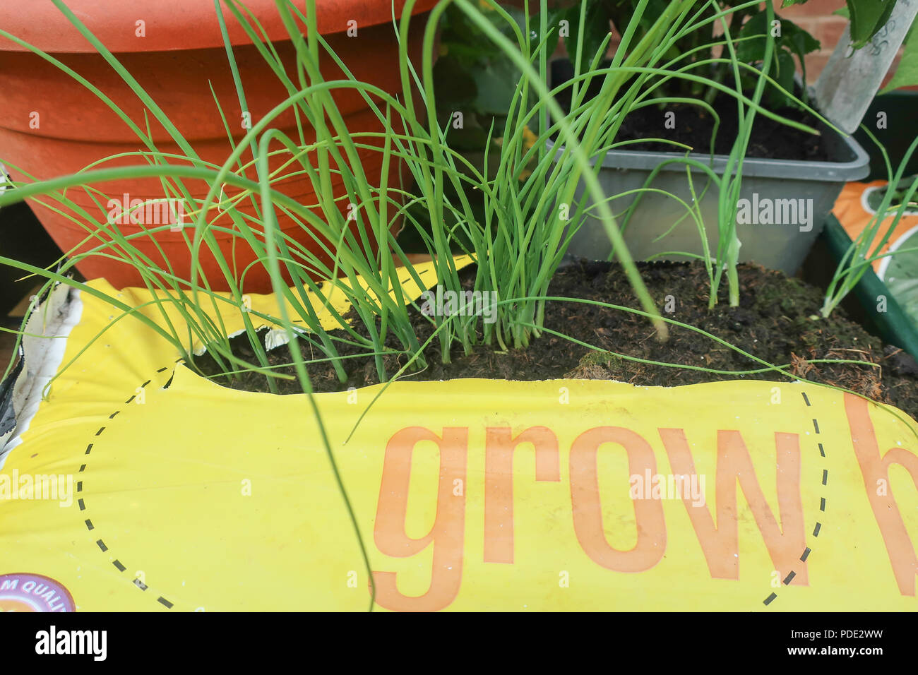 Spring onions growing in a growbag Stock Photo Alamy