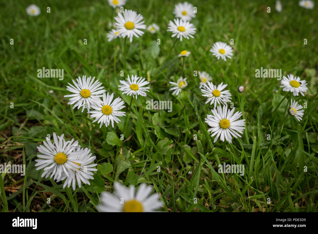 Daisy's growing and in bloom through a carpet of grass. Stock Photo