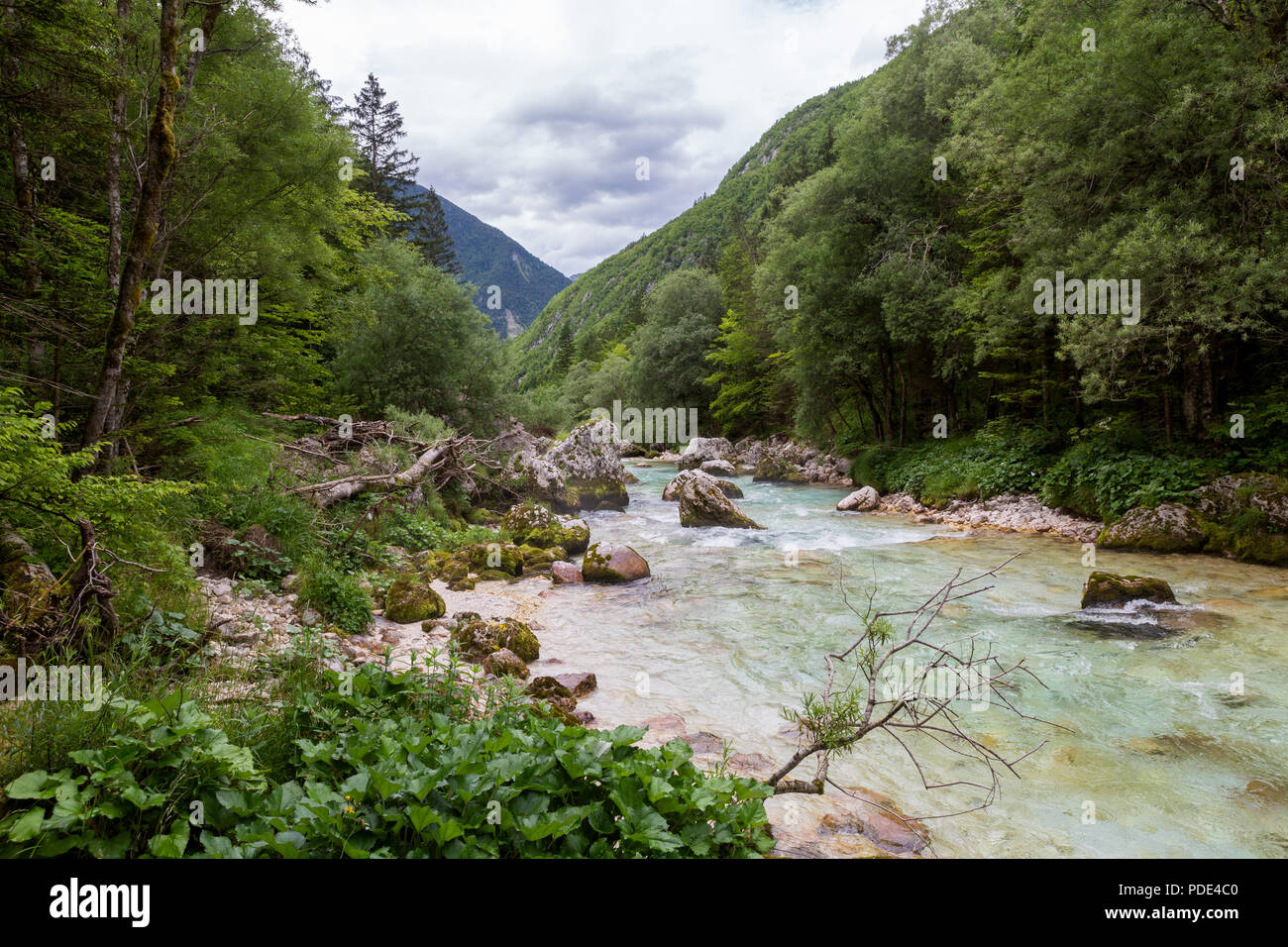 turquoise river pasing through beautiful wilderness Stock Photo