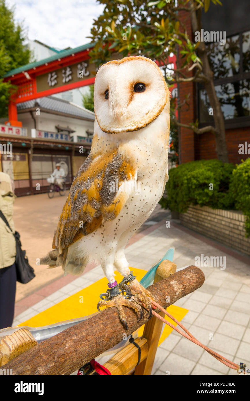 Pet Owl on the street in Asakusa Tokyo Japan Asia Stock Photo Alamy