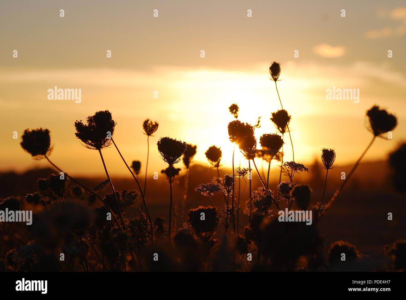 Wildflowers field sunset hi-res stock photography and images - Alamy