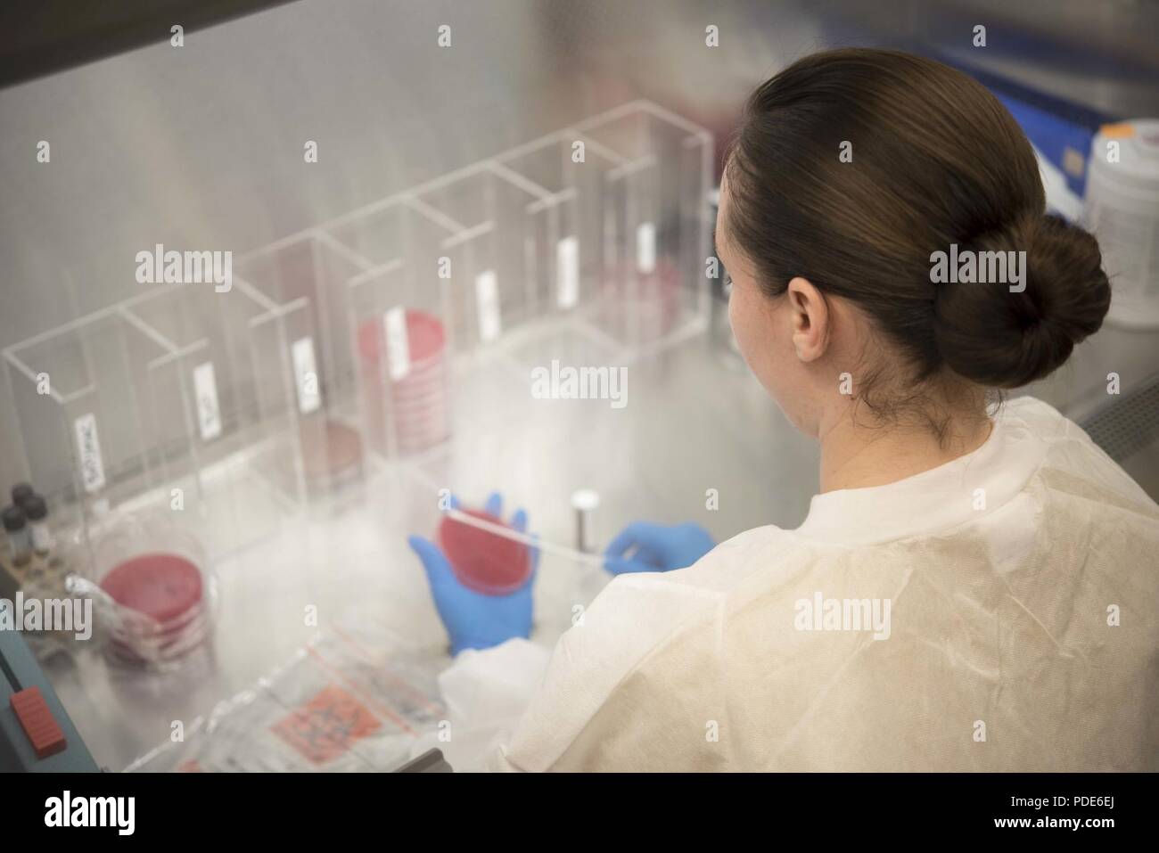 U.S. Air Force Staff Sgt. Renee Delgado, 18th Medical Group lab technician, cultures a throat