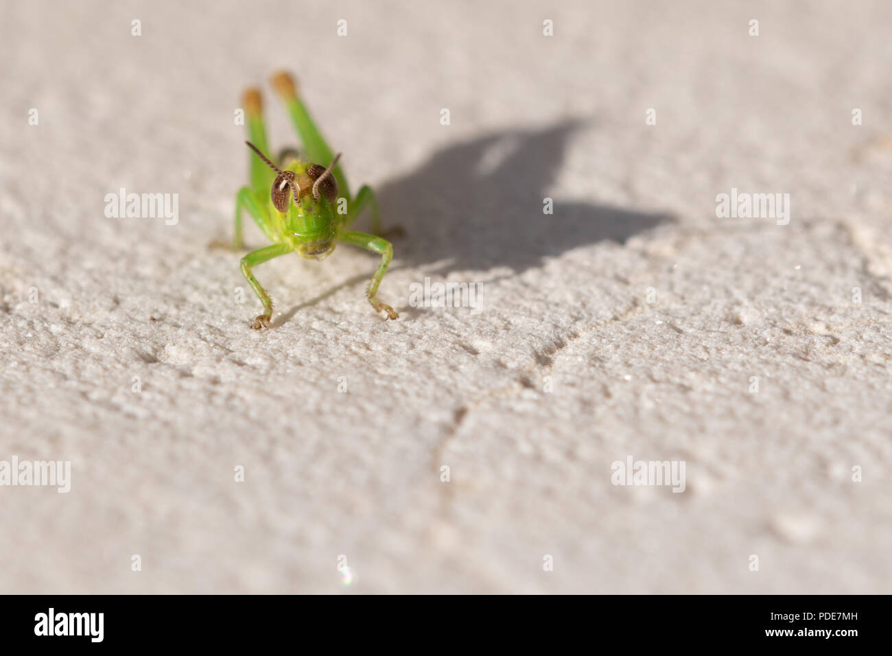Macro grasshopper Stock Photo