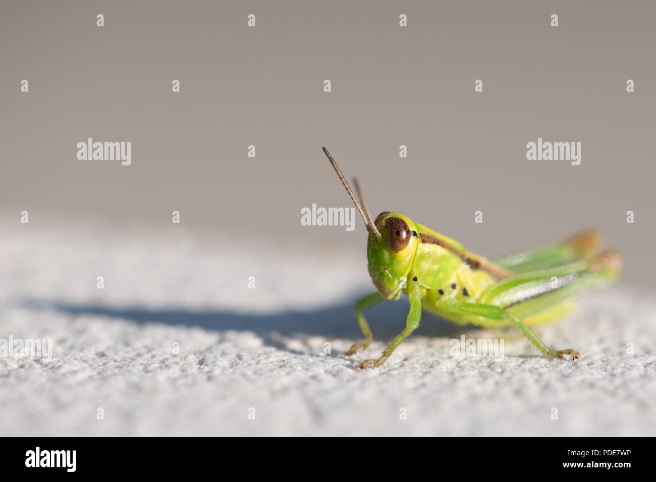 Macro grasshopper Stock Photo