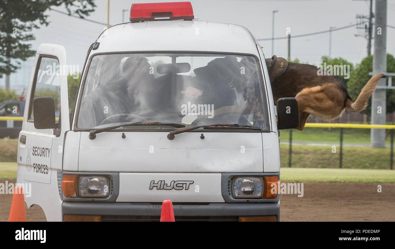 A military working dog jumps through an open car window to subdue a