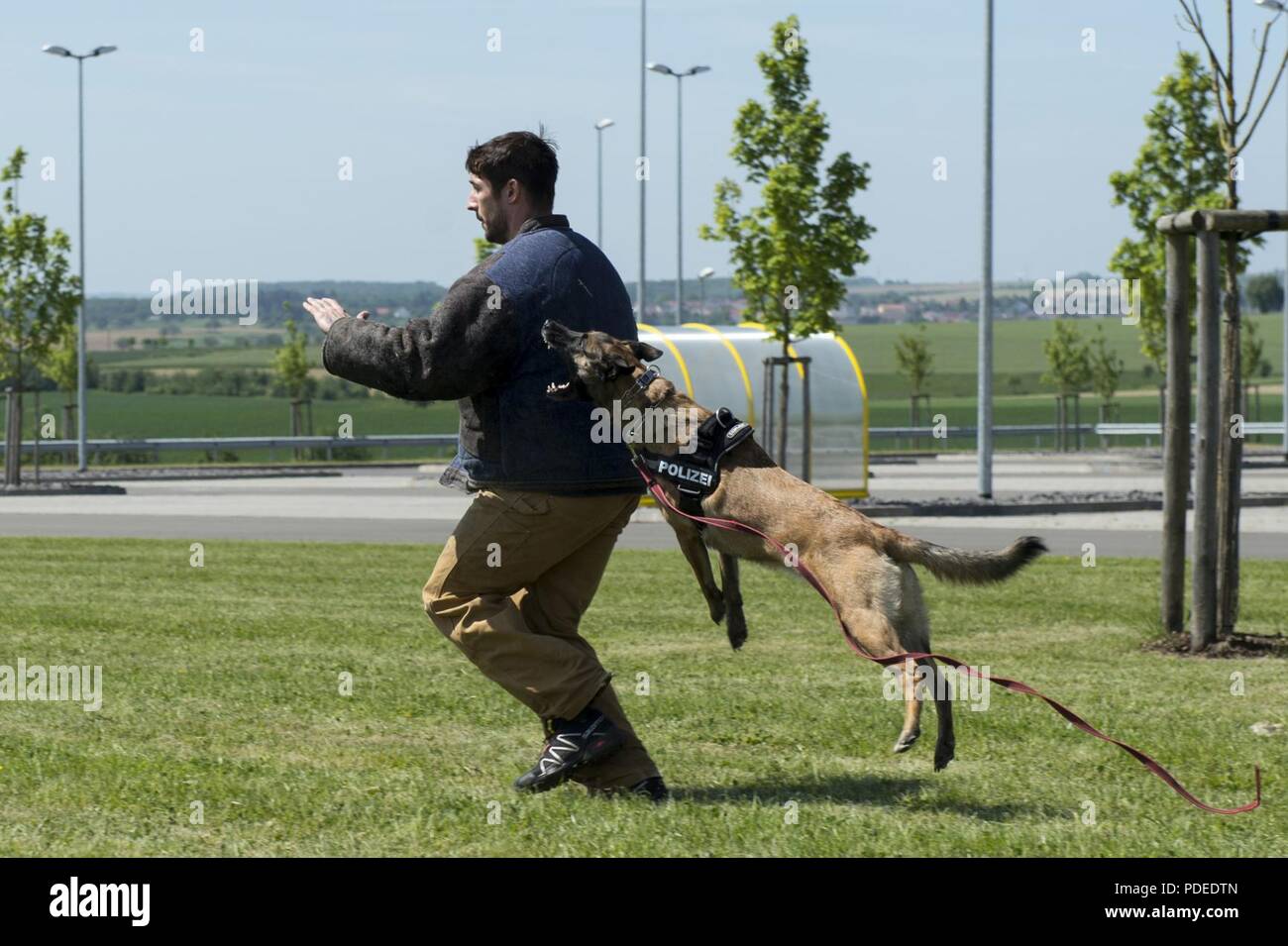 air force dog