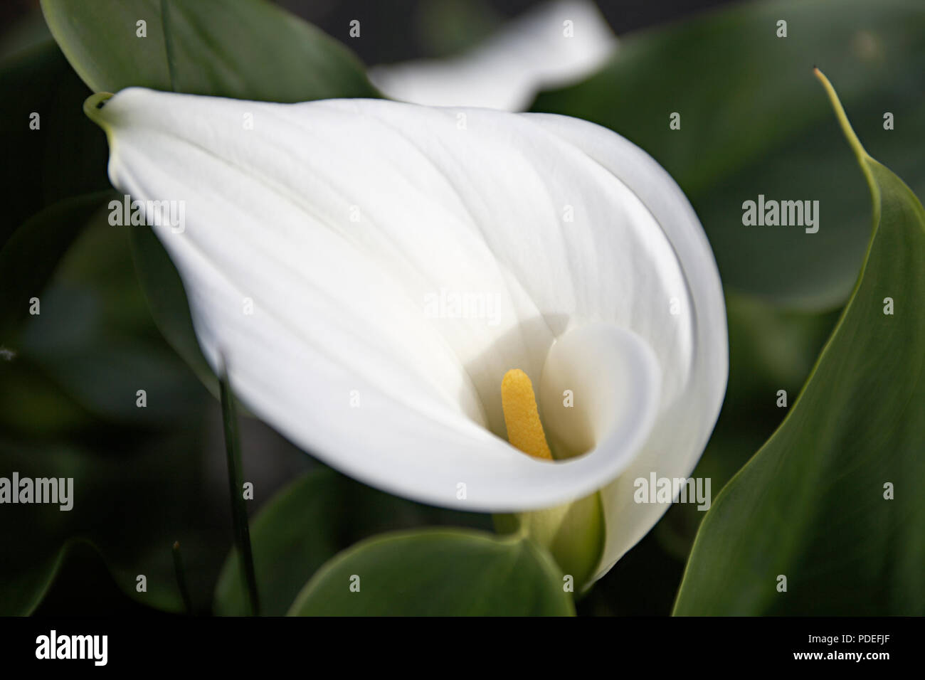 White Arum Lily Leaves High Resolution Stock Photography and Images Alamy
