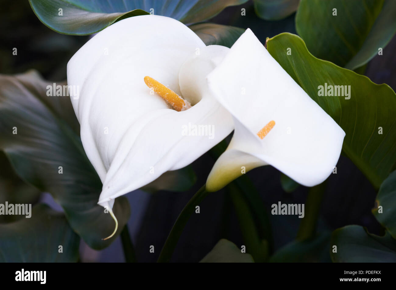 An arum lily also known as a calla lily Stock Photo Alamy