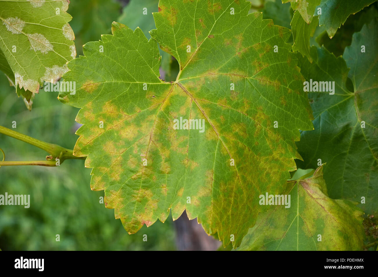 Vine leaf disease hi-res stock photography and images - Alamy
