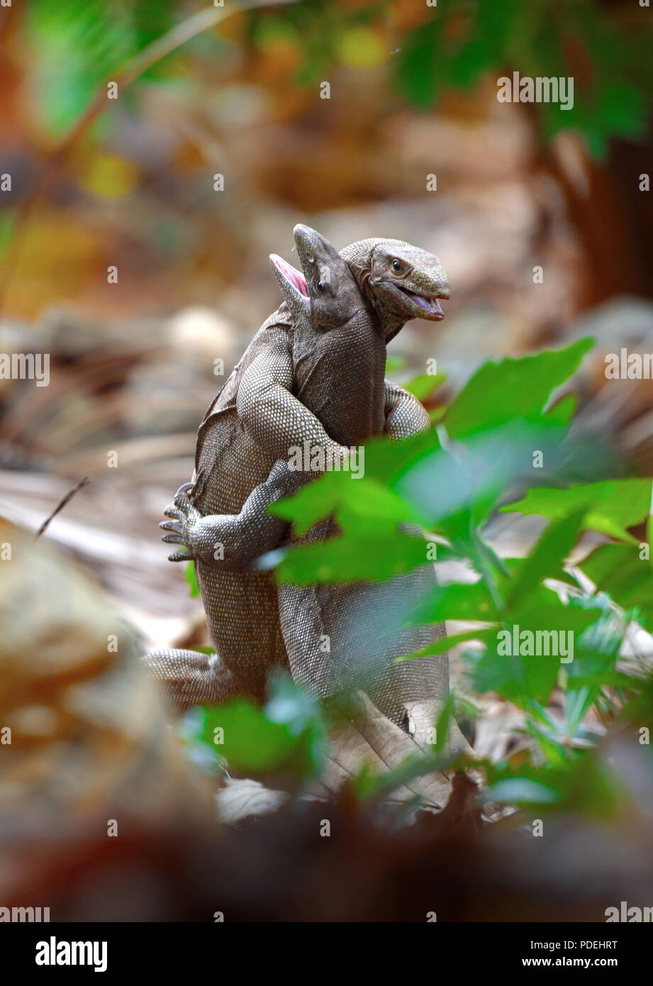 two iguana animals in love or fight Stock Photo