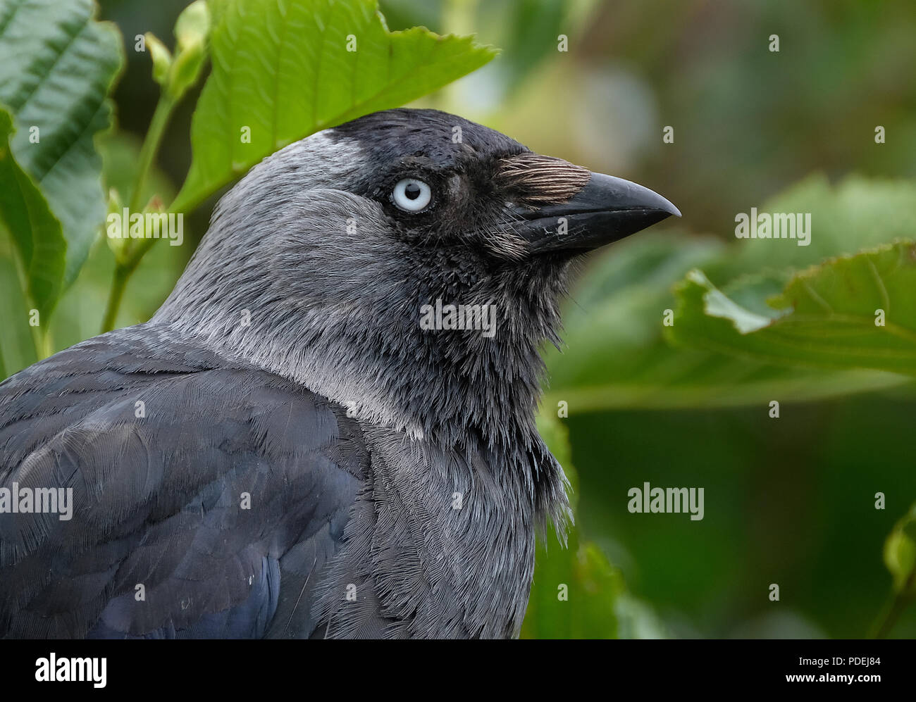 Jackdaw. This is a small, black crow with a distinctive silvery sheen to the back of its head. The pale eyes are also noticeable. Stock Photo