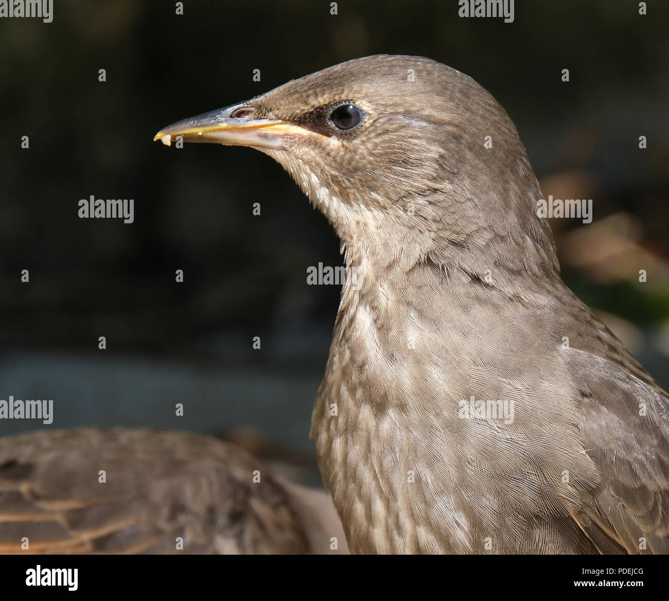 Young Starling in urban house garden. Stock Photo