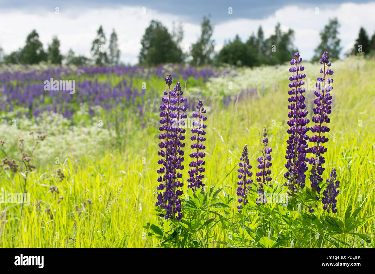 Sunny day summer flowering lupine on a green meadow Stock Photo