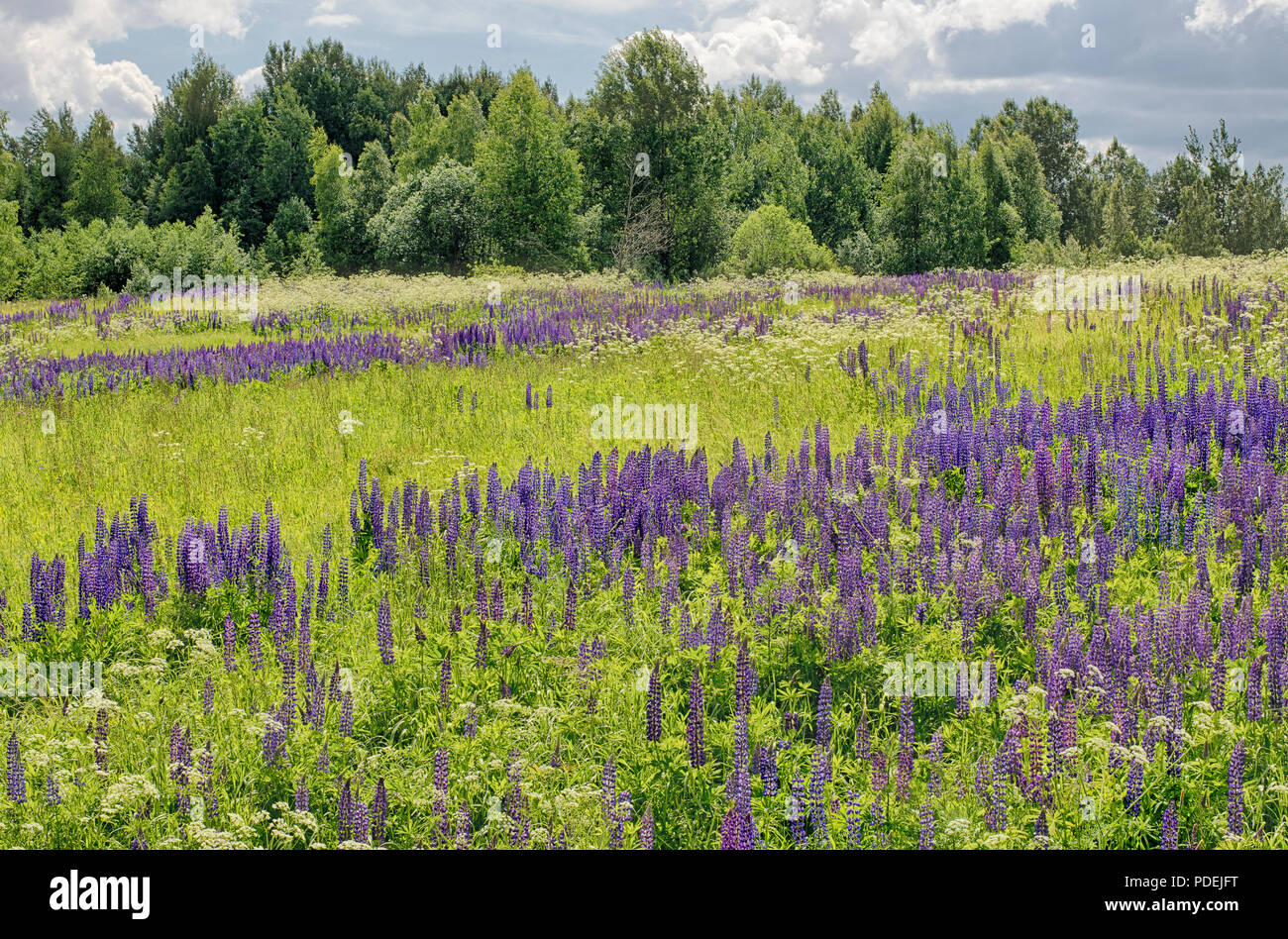 Sunny day summer flowering lupine on a green meadow with dramatic sky Stock Photo