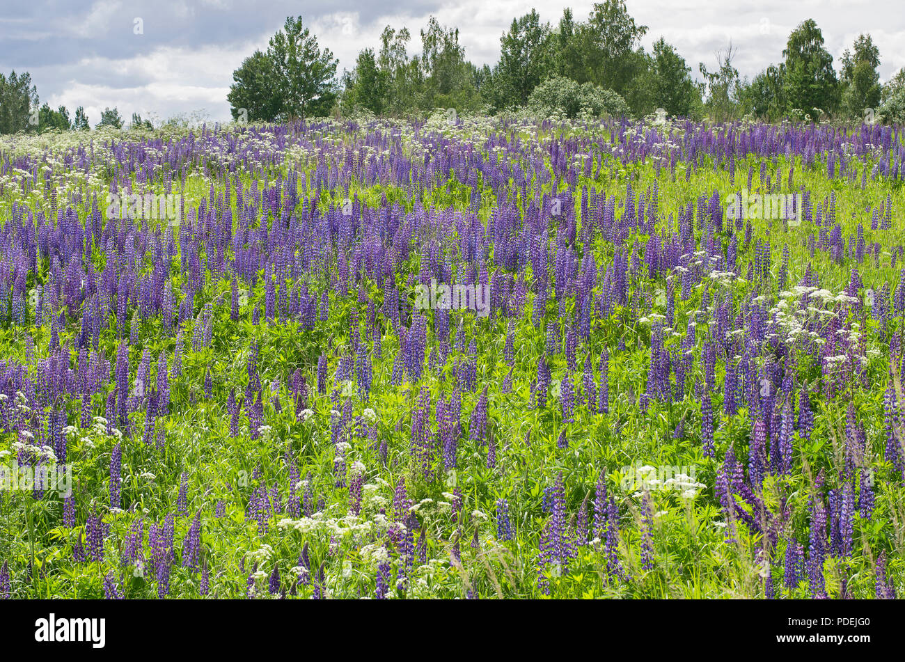 Sunny day summer flowering lupine on a green hill with dramatic sky Stock Photo