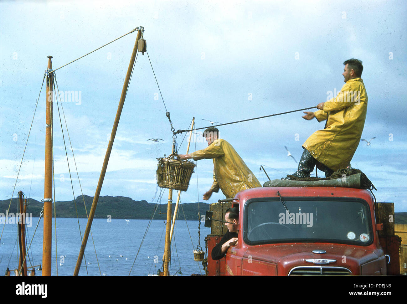 1960s, two fishermen wearing yellow waterproof rain jackets on top of a  truck at a jetty using puleys to unload baskets of fish - Atlantic herring  - from a boat, Highlands, Scotland