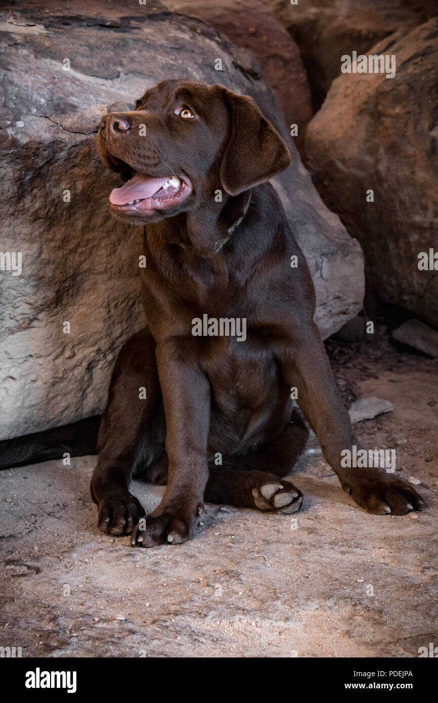 Happy chocolate labrador retriever in a cave. Taken in the