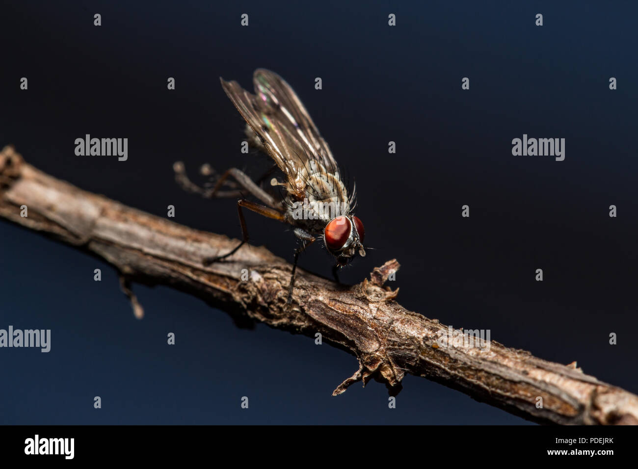Common house fly (Muscidae domestica) sitting on a twig. Captured in the Western Cape, South Africa. Stock Photo