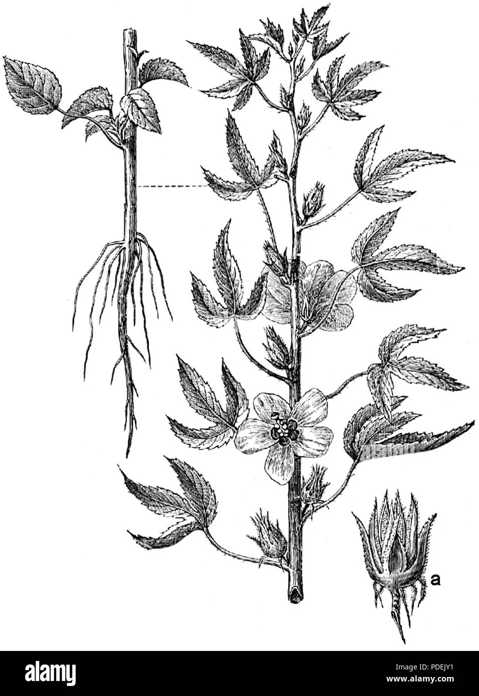 77 Beklädnadsväxter, Hibiscus cannabinus, Nordisk familjebok Stock Photo