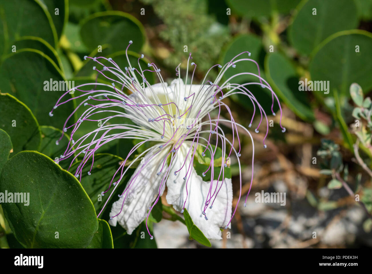 Capparis spinosa, the caper bush from the remote island of Palagruža in