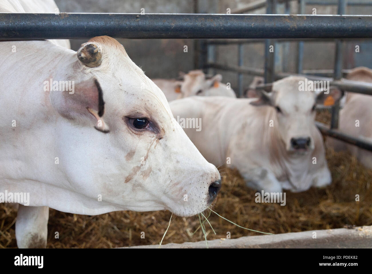 white cows inside barn on organic farm in italy Stock Photo