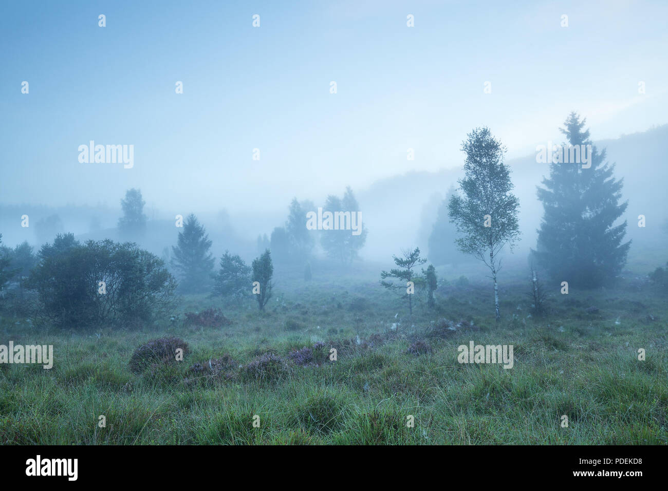 Dense grass birch trees hi-res stock photography and images - Alamy