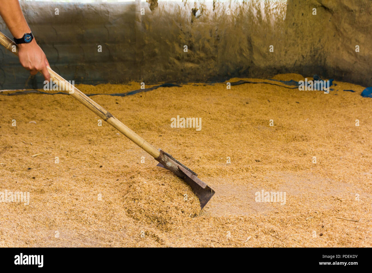 Worker are using rakes to sweep the rice husk into a single pile for ...