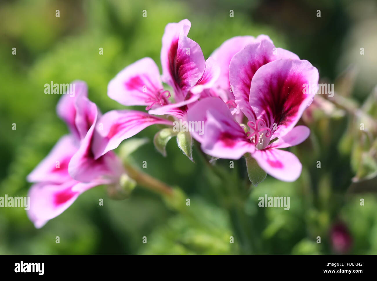 Rose geranium flower Stock Photo