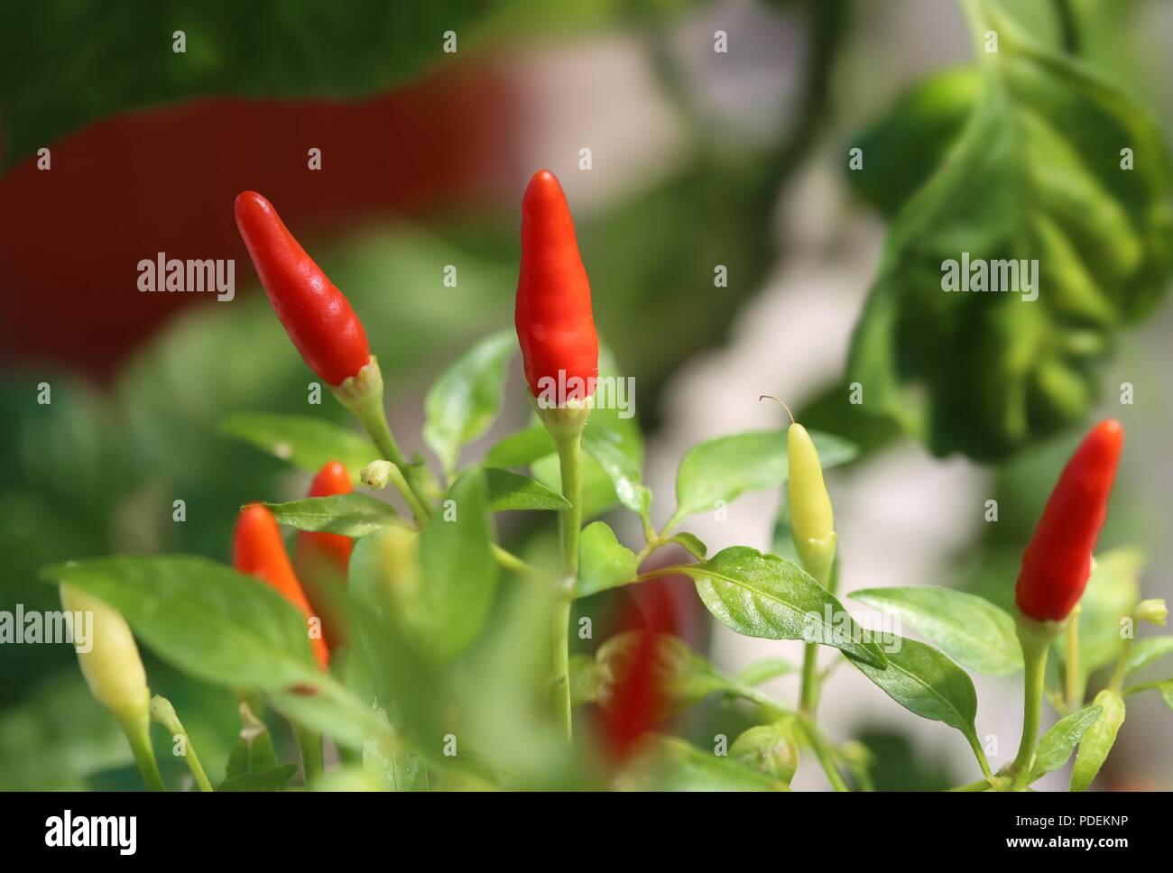 chili-pepper-in-garden-stock-photo-alamy