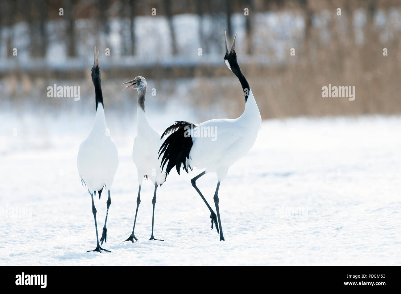 Japanese crane, Red-crowned crane, singing in love season (Grus ...