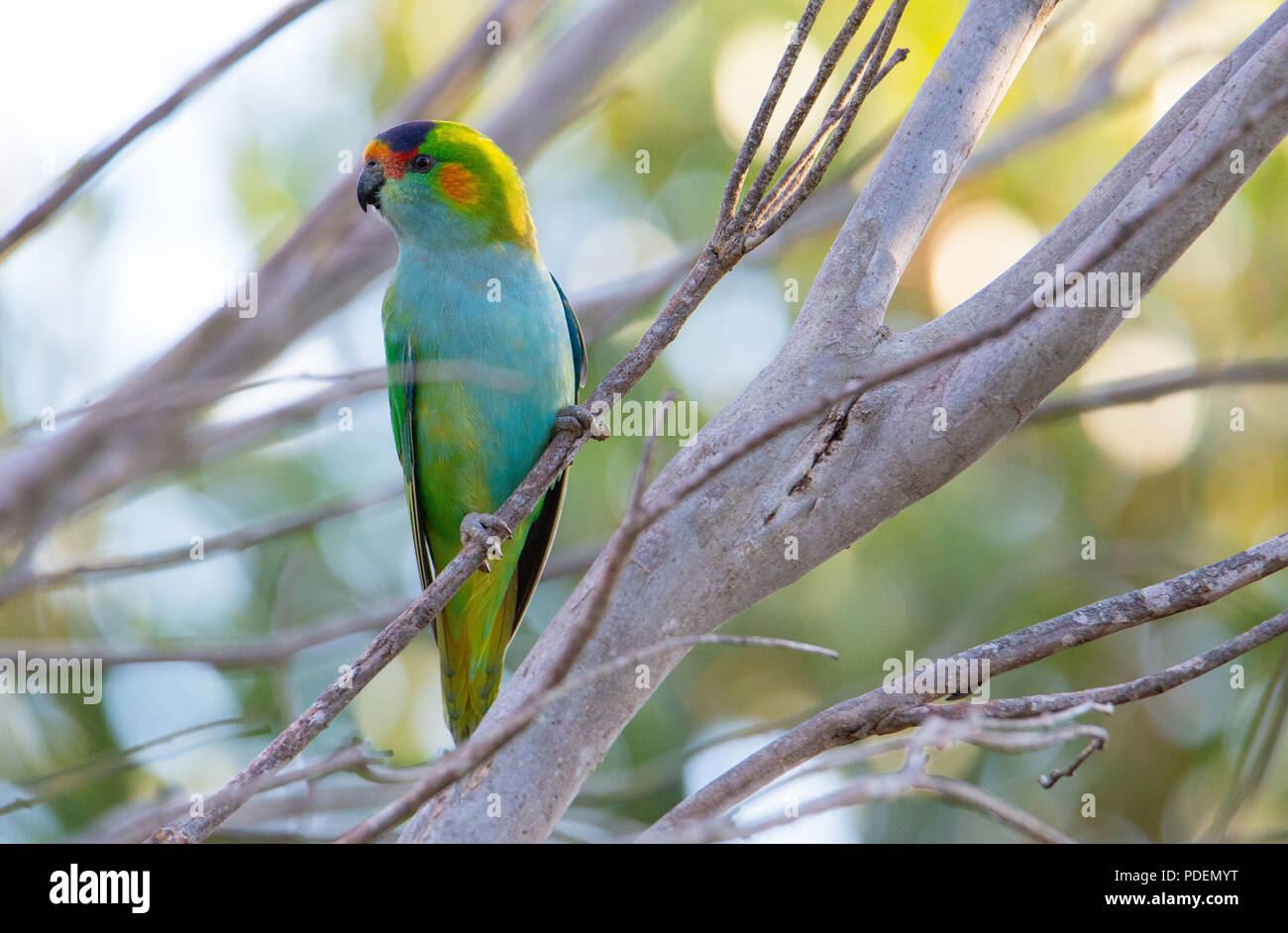 Purplecrowned Lorikeet (Parvipsitta porphyrocephala), Western