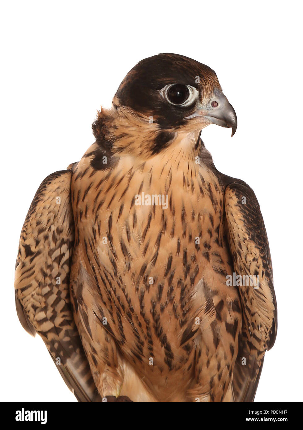 portrait of perigrine falcon in a studio Stock Photo