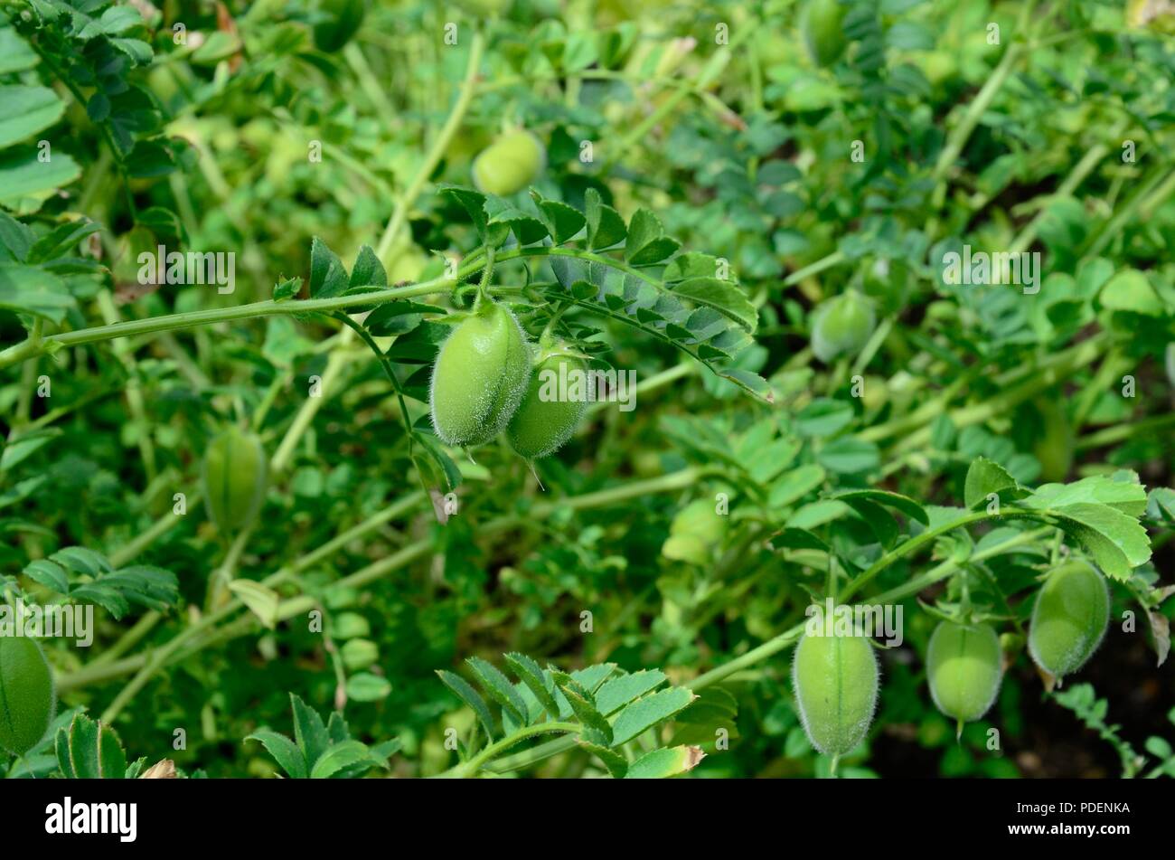 Chickpeas growing in an organic garden hires stock photography and images Alamy